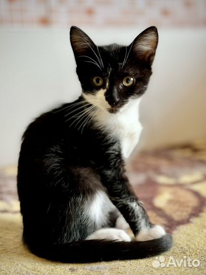 Игривый ласковый котенок ищет дом