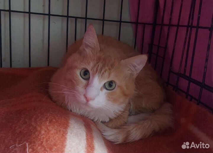 Котик ищет дом