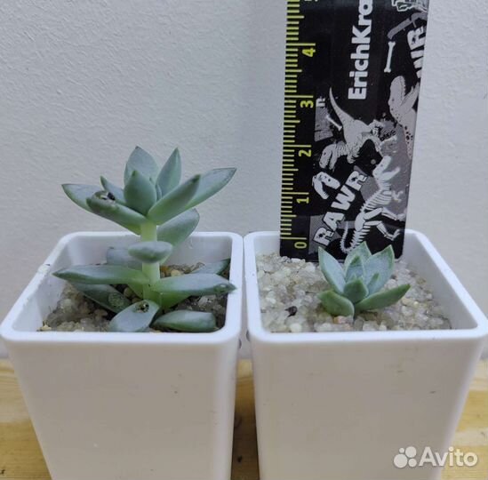 Суккуленты детки