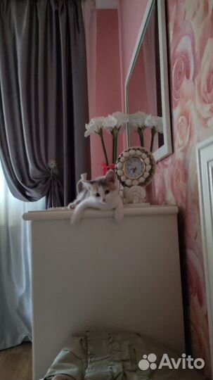 Котенок в добрые руки