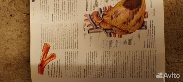 Атлас человеческого тела аст Астрель 2006