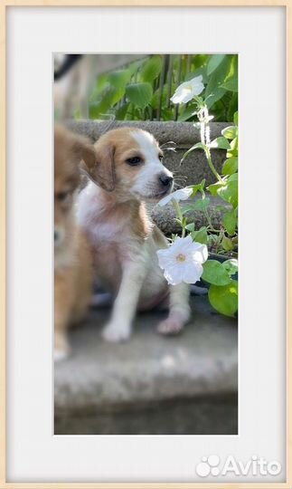 Щенок в добрые руки