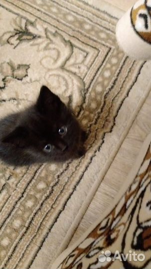 Отдам котенка в добрые руки