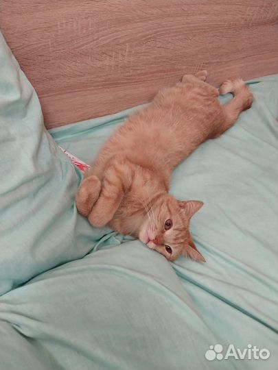 Потерялась кошка