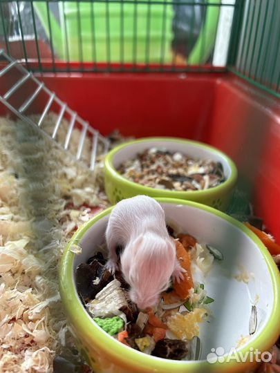 Сирийский хомяк