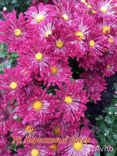 Хризантема