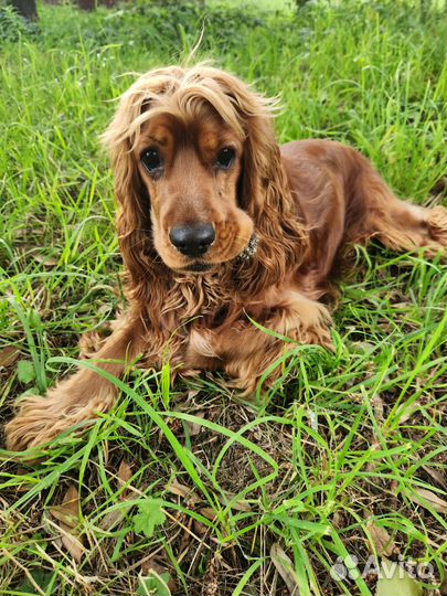 Спаниэль для вязки