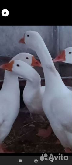 Гуси живым весом