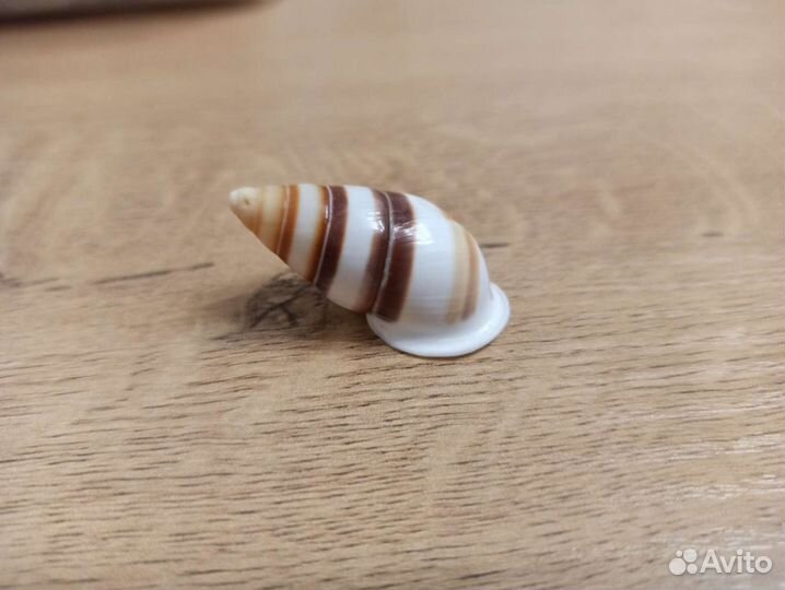 Морская раковина