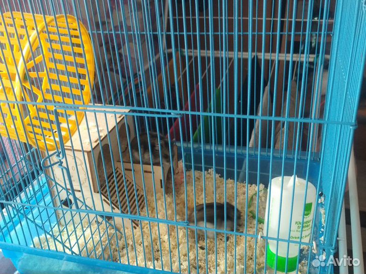 Хомячки девочки