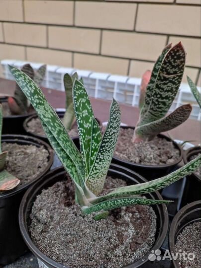 Хавортия, гастерия, кактусы