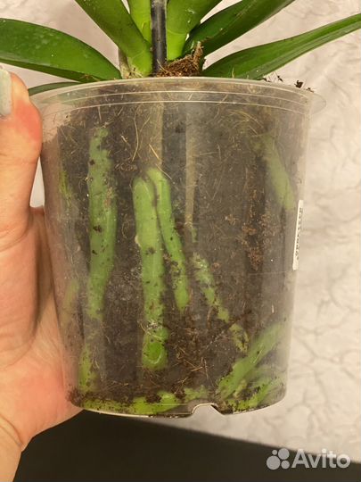 Орхидея фаленопсис Пират Пикоти бабочка