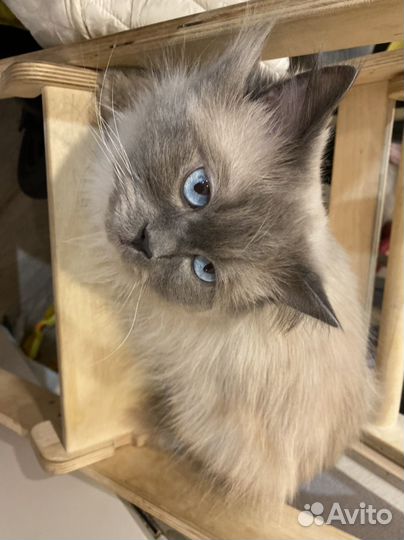 Невский маскарадный кот