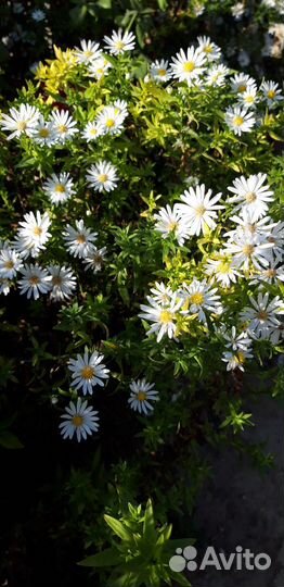 Астра (октябринка).Возможент опт