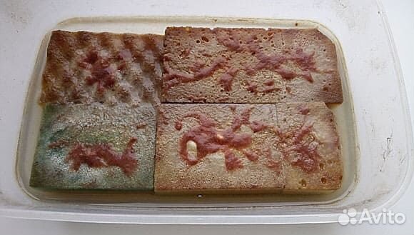 Меченосцы,корм для рыбок Аулофорус,Улитки катушки