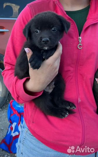 Спасите щенков