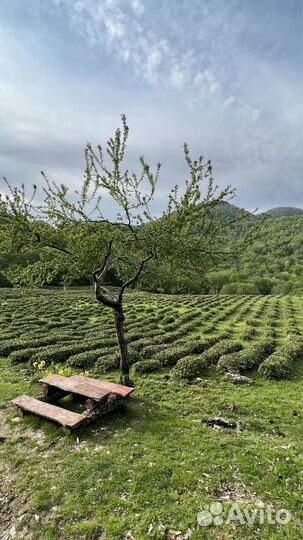 Авторский тур в Сочи с проживанием