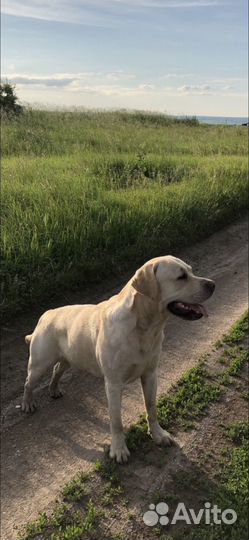 Щенки лабрадора палевые