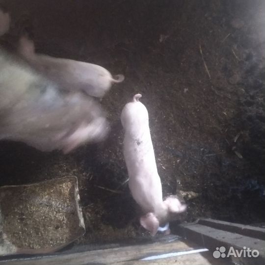 Продам поросят 8шт
