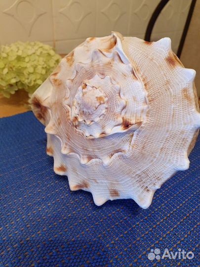 Большая морская ракушка