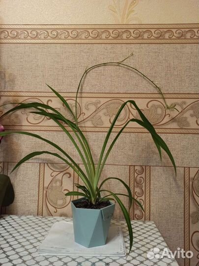 Комнатные цветы