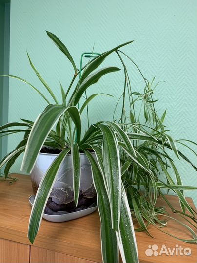 Комнатные цветы. Зеленая лилия (хлорофитум)