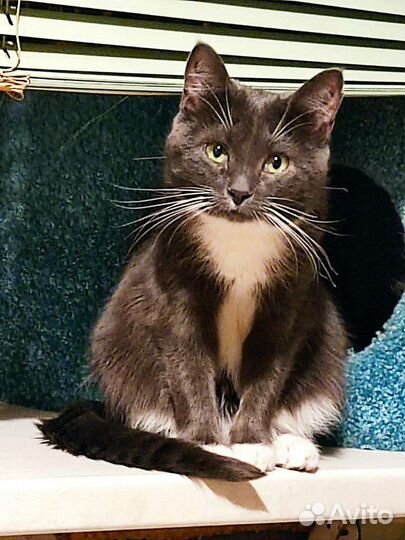 Кошка в дар