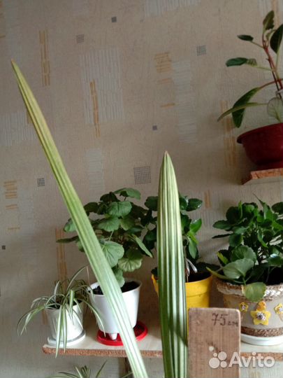 Финиковая пальма