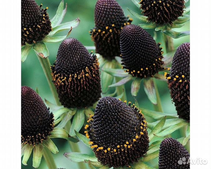 Рудбекия западная Green Wizzard