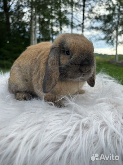 Карликовый кролик породы Minilop