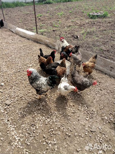 Цыплята/яйцо