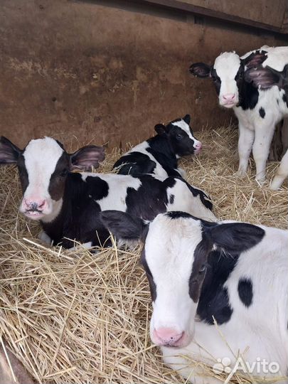 Бычки телята