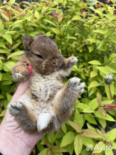 Домашний питомец кролик