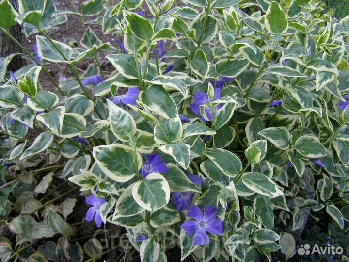 Барвинок пёстрый