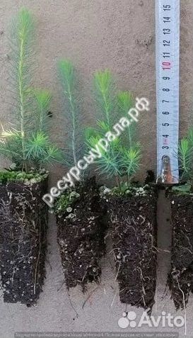 Сосна Ель Сеянцы зкс окс Саженцы Лиственница