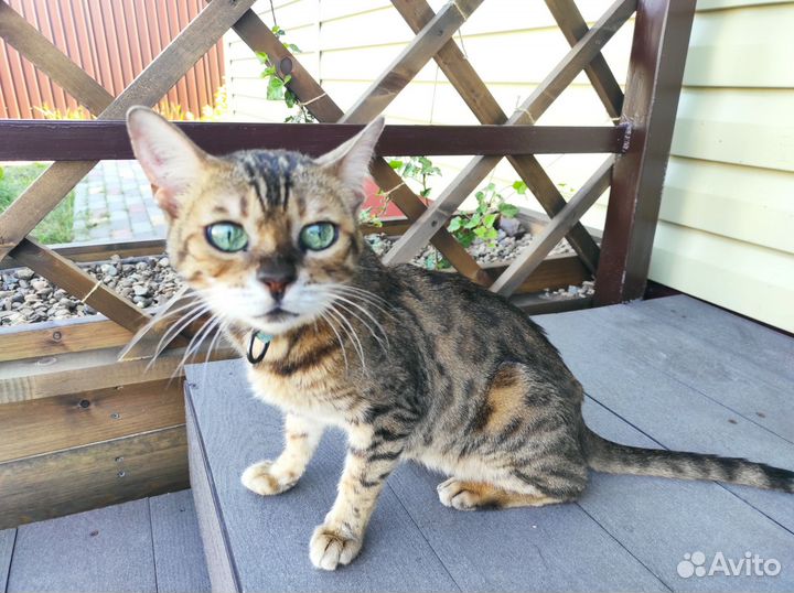 Бенгальская кошка в добрые руки