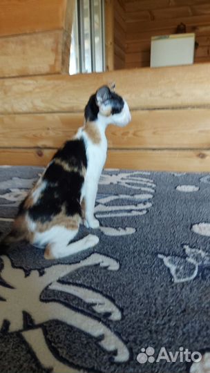 Котята ориенталы