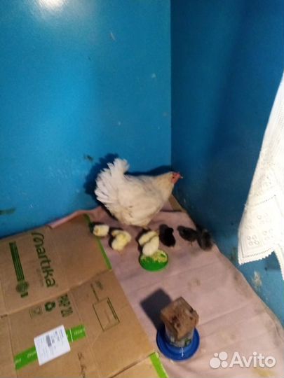 Курица несушка с цыплятами