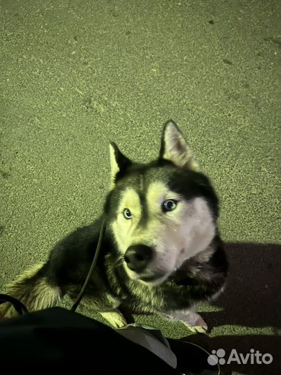 Сибирский хаски вязка