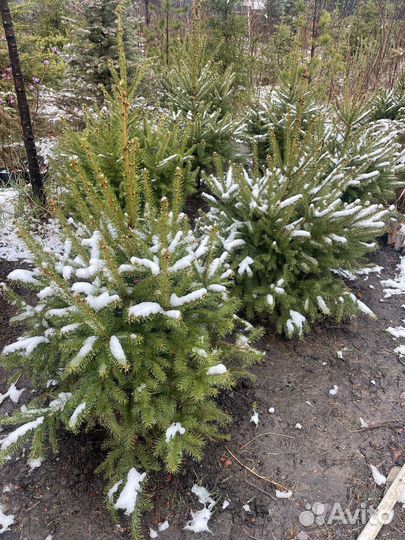 Ель аянская формированная (очень пышная)