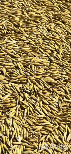 Зерно овес пшеница