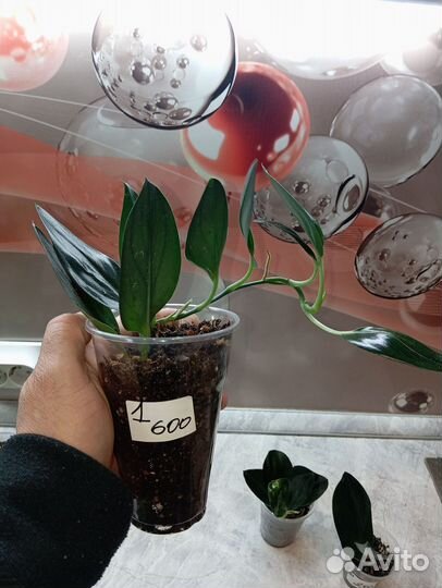 Сциндапсус дарк форм