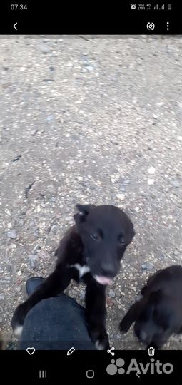 Щенки бесплатно