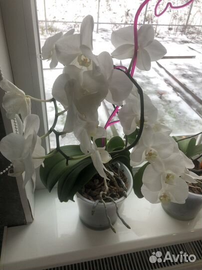 Орхидея фаленопсис