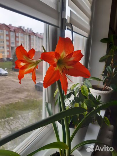 Гиппеаструм