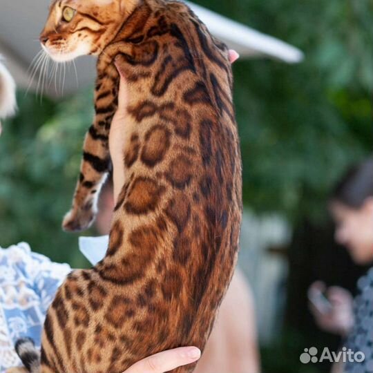 Чистокровные бенгальские котята