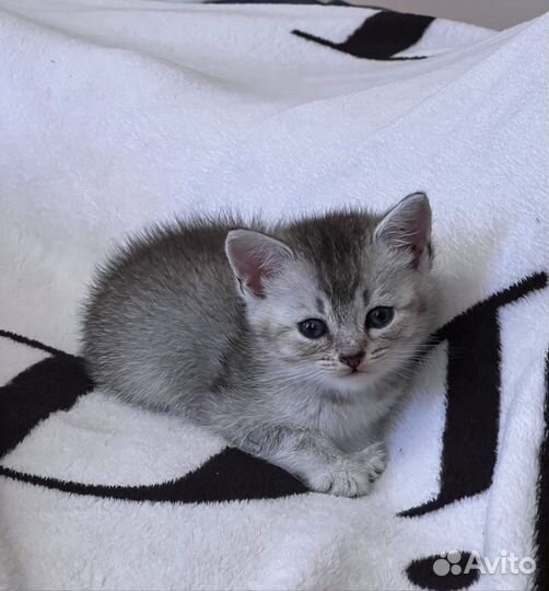 Котенок британец