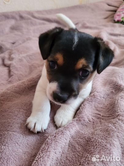 Джек Рассел терьер