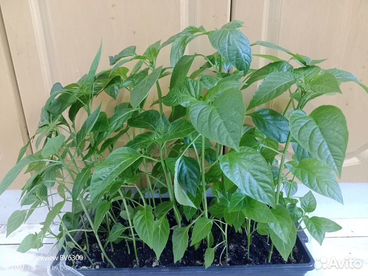 Рассада сладкого перца