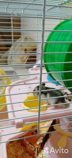 Хомяки джунгарики бесплатно